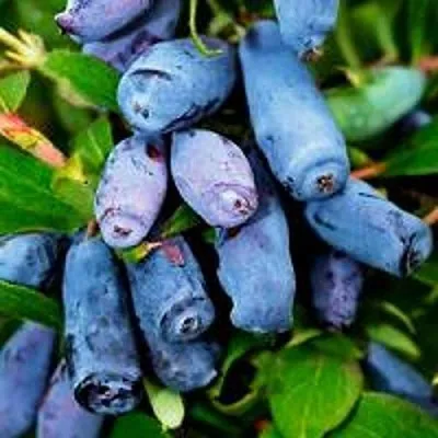 Жимолость съедобная ВОЛХОВА в Сморгони