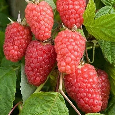 Малина КАСКАД ДЕЛАЙТ в Сморгони