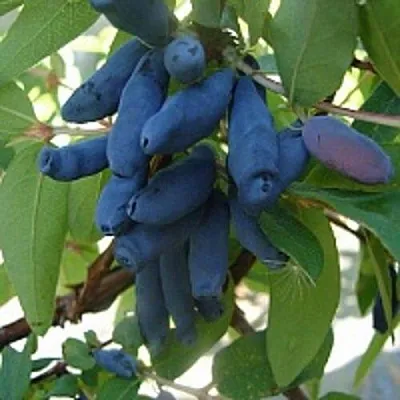 Жимолость съедобная ГОРДОСТЬ БАКЧАРА в Сморгони