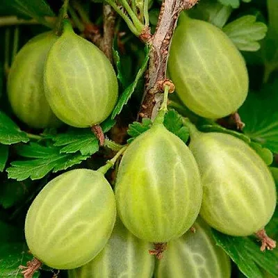 Крыжовник УРАЛЬСКИЙ ИЗУМРУД в Сморгони