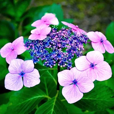 Гортензия БЛЮБЕРД пильчатая  Гортензия БЛЮБЕРД пильчатая в Сморгони