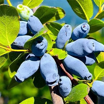 Жимолость съедобная АВРОРА в Сморгони