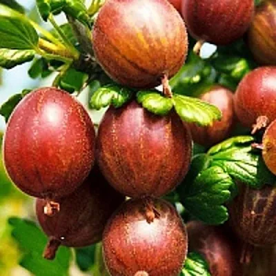 Крыжовник ШЕРШНЕВСКИЙ в Сморгони