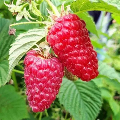 Малина ПШЕХИБА в Сморгони