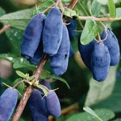 Жимолость съедобная ЛАЗУРНАЯ в Сморгони