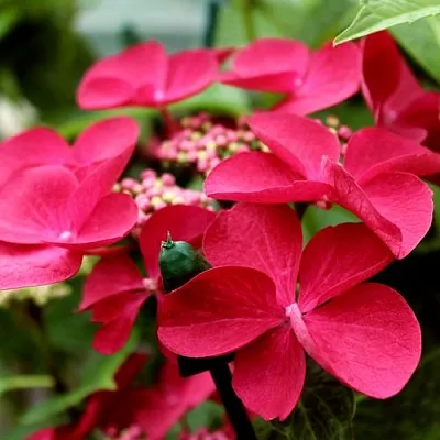 Гортензия РОТШВАНЦ крупнолистная  Гортензия РОТШВАНЦ крупнолистная в Сморгони