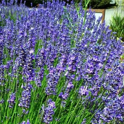 саженцы лаванды саженцы лаванды