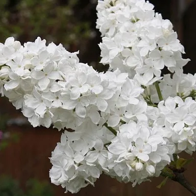 Сирень ФЛОРА  Сирень ФЛОРА в Сморгони