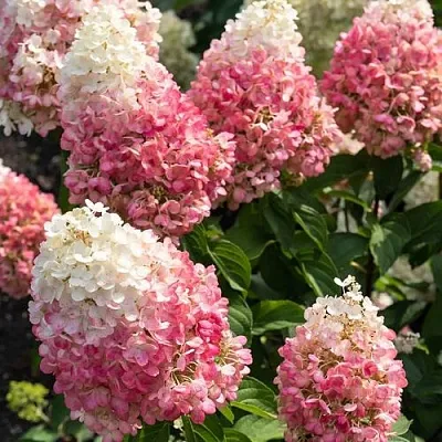 Гортензия ПИНКИ ПРОМИС метельчатая  Гортензия ПИНКИ ПРОМИС метельчатая в Сморгони