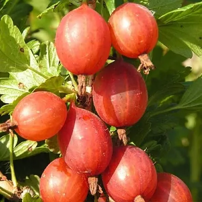 Крыжовник МАШЕКА в Сморгони