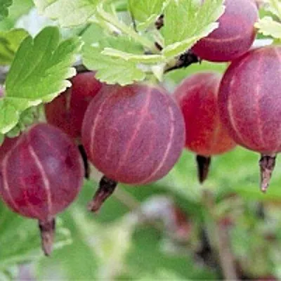 Крыжовник РАВОЛТ в Сморгони