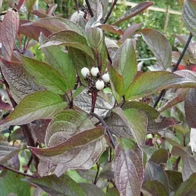 Дерен КЕССЕЛЬРИНГИ  Дерен КЕССЕЛЬРИНГИ в Сморгони