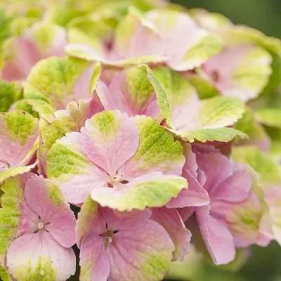 Гортензия МЭДЖИКАЛ КРИСТАЛЛ крупнолистная  Гортензия МЭДЖИКАЛ КРИСТАЛЛ крупнолистная в Сморгони