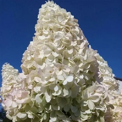 Гортензия ПОЛАР БИР метельчатая  Гортензия ПОЛАР БИР метельчатая в Сморгони