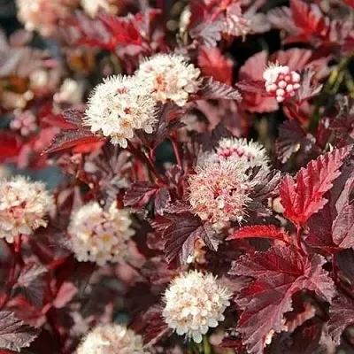 Пузыреплодник ЛЕДИ ИН РЕД  Пузыреплодник ЛЕДИ ИН РЕД в Сморгони