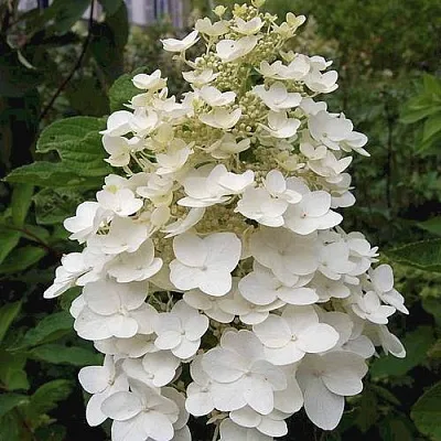 Гортензия КИУШУ метельчатая  Гортензия КИУШУ метельчатая в Сморгони