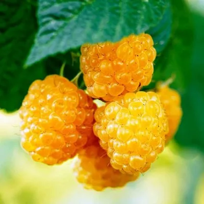 Малина МЕДОВАЯ в Сморгони