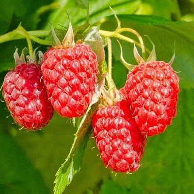 Малина ИЗОБИЛЬНАЯ в Сморгони