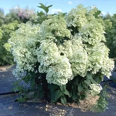 Гортензия БОБО метельчатая  Гортензия БОБО метельчатая в Сморгони