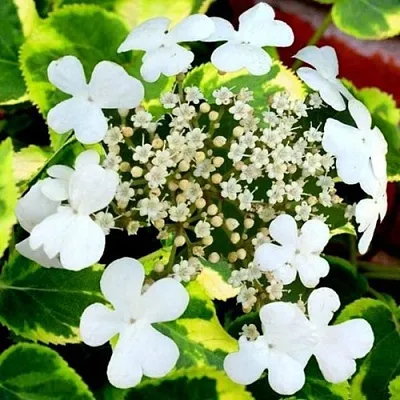 Гортензия МИРАНДА черешковая  Гортензия МИРАНДА черешковая в Сморгони