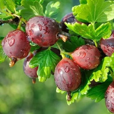 Крыжовник СЕРЕНАДА в Сморгони