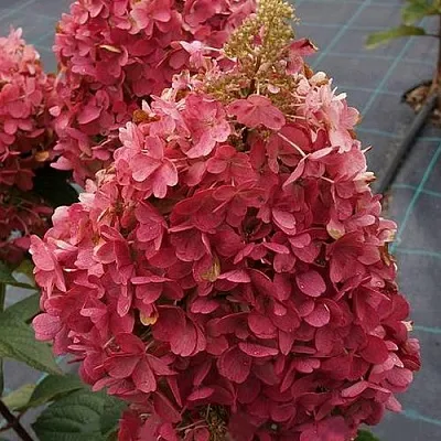 Гортензия КАНДЕЛАЙТ метельчатая  Гортензия КАНДЕЛАЙТ метельчатая в Сморгони