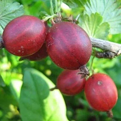 Крыжовник ЩЕДРЫЙ в Сморгони