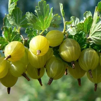 Крыжовник ХИННОНМАЙНЕН КЕЛЬТАЙНЕН в Сморгони