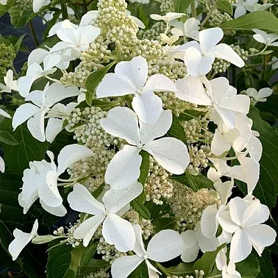 Гортензия ЛЕВАНА метельчатая  Гортензия ЛЕВАНА метельчатая в Сморгони