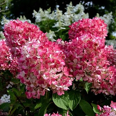 Гортензия ПИНК ДАЙМОНД метельчатая  Гортензия ПИНК ДАЙМОНД метельчатая в Сморгони