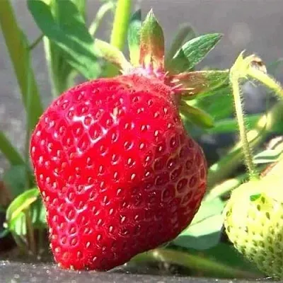 Клубника ХОНЕЙ в Сморгони