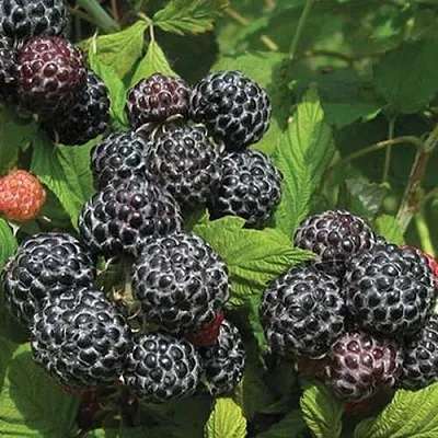 Малина БРИСТОЛЬ в Сморгони