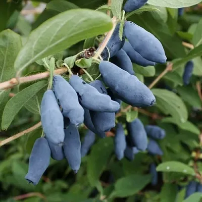 Жимолость съедобная ТОМИ японская в Сморгони