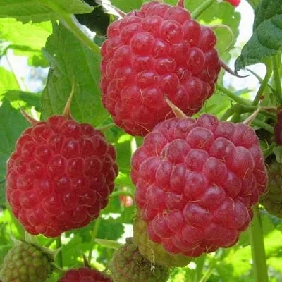 Малина НОВОСТЬ КУЗЬМИНА в Сморгони