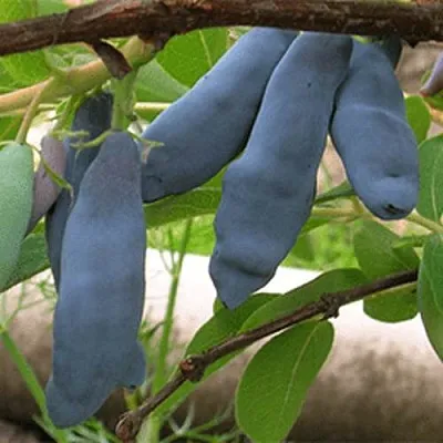 Жимолость съедобная ЛЕНИНГРАДСКИЙ ВЕЛИКАН в Сморгони