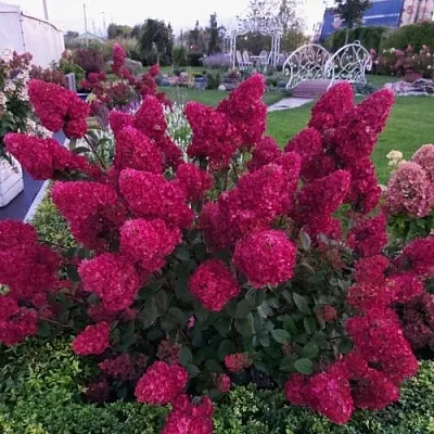 Гортензия САМАРСКАЯ ЛИДИЯ метельчатая  Гортензия САМАРСКАЯ ЛИДИЯ метельчатая в Сморгони