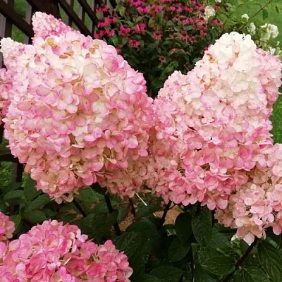 Гортензия МЭДЖИКАЛ КЭНДЛ метельчатая  Гортензия МЭДЖИКАЛ КЭНДЛ метельчатая в Сморгони