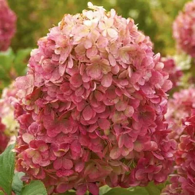 Гортензия Краса Лесково Гортензия Краса Лесково