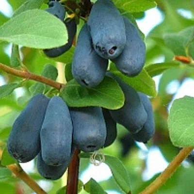 Жимолость съедобная ЮГАНА в Сморгони