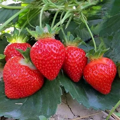 Клубника ТЕА в Сморгони