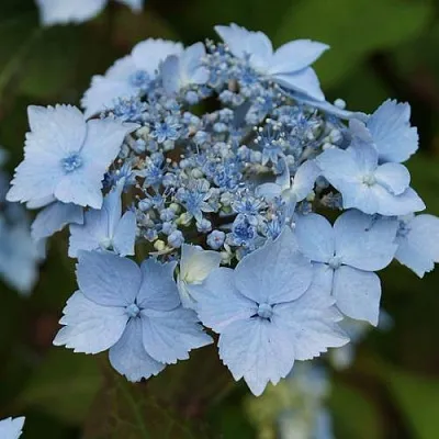 Гортензия БЛЮ ДЕКЛ пильчатая  Гортензия БЛЮ ДЕКЛ пильчатая в Сморгони