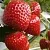 Клубника АРГЕНТЕРА в Сморгони