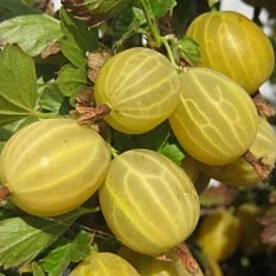 Крыжовник КУРШУ ДЗИНТАРС  в Сморгони