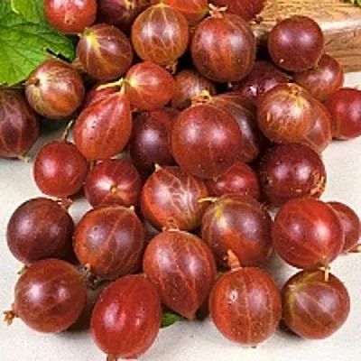 Крыжовник ОЛАВИ (ХИННОНМАЕН ПУНАЙНЕН) в Сморгони