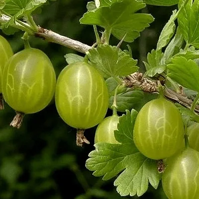 Крыжовник УРАЛЬСКИЙ БЕСШИПНЫЙ в Сморгони