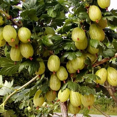 Крыжовник ИНВИКТА в Сморгони