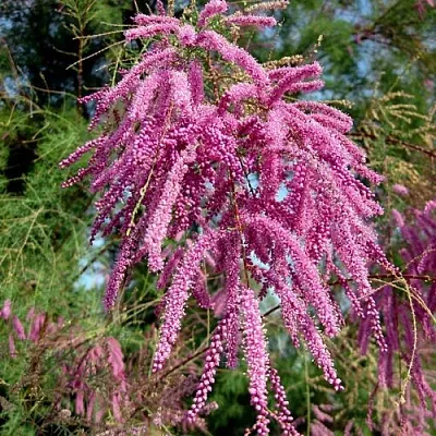 Тамарикс ПИНК КАСКАД  Тамарикс ПИНК КАСКАД в Сморгони