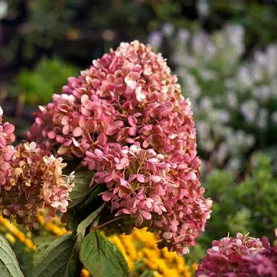 гортензия инфинити гортензия инфинити