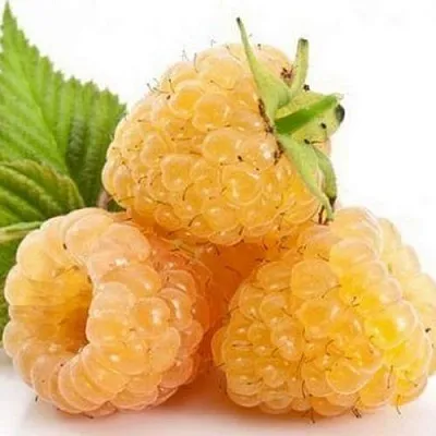 Саженцы малины Беглянка