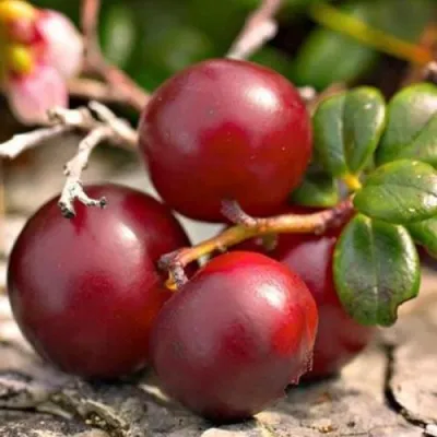 Клюква ЭРЛИ БЛЭК — описание сорта Клюква ЭРЛИ БЛЭК в Сморгони